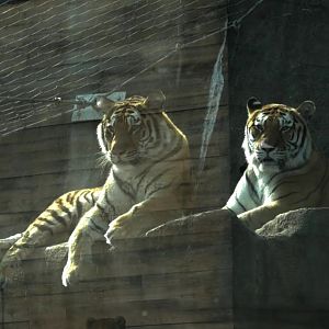 Amur tiger mother&daughter pair