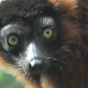 Red ruffed lemur