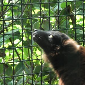 Red ruffed lemur looks up