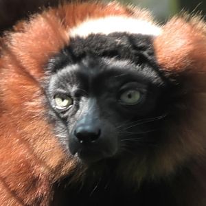 Red ruffed lemur