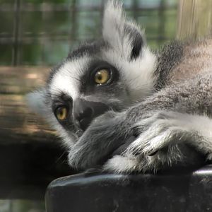 Pepper the Ring tailed lemur