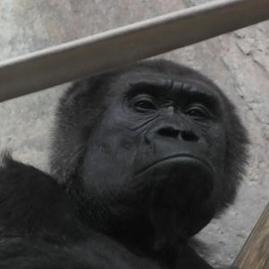 Grumpy gorilla