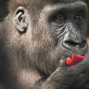 Young gorilla eating a pepper