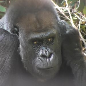 Gorilla covers her ears