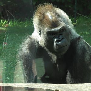 Kwisha the Silverback