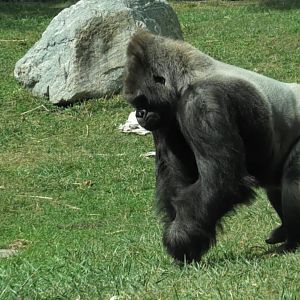 Kwisha the Silverback again
