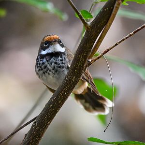 Australian Rufous Fantail