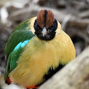 Noisy Pitta