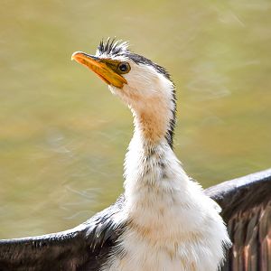 Little Pied Cormorant