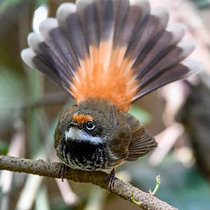 Australian Rufous Fantail