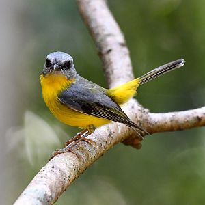 Eastern Yellow Robin