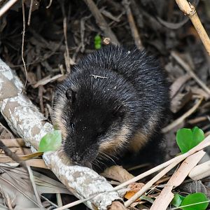 Australian Water Rat/Rakali pup