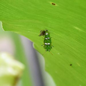 Bordered Rustic chrysalis