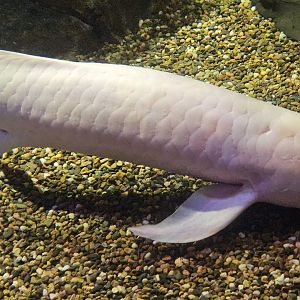 Marshmallow the Albino Australian Lungfish