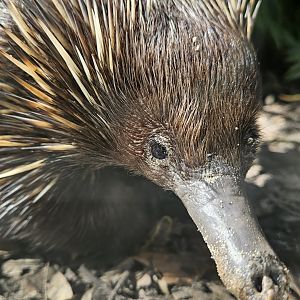 Headshot of a short beaked echina