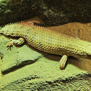 Pygmy Spiny-tailed Skink missing its limb
