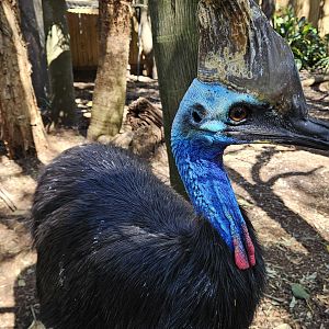Southern cassowary - Casuarius casuarius