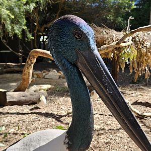 Blacked-necked Stork - Ephippiorhynchus asiaticus