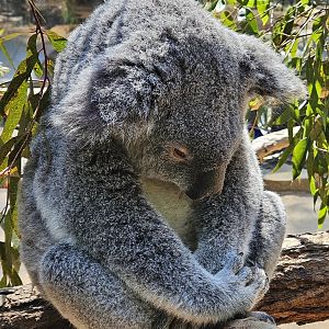 a sleeping koala at Sydney Koala Garden