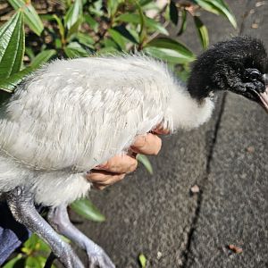 Australian White Ibis chick