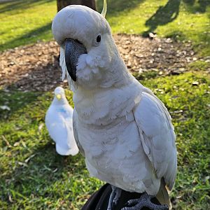 a wild Sulphur-crested cockatoo