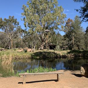 Ring-tailed Lemur Island
