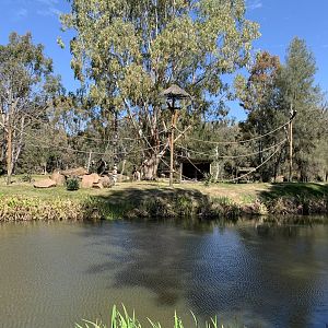 Ring-tailed Lemur Island