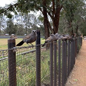 Apostlebirds