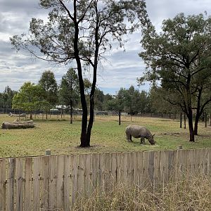 Greater One-horned Rhino