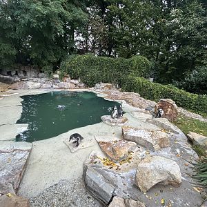 Humboldt Penguin Exhibit