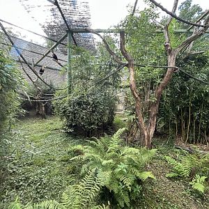 Knobbed Hornbill & Great Argus Aviary