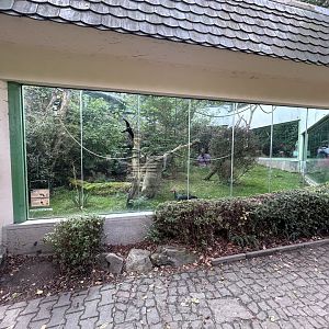 Great Hornbill & Siamese Fireback Aviary