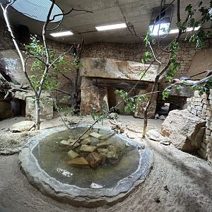 Indoor Hyrax & Bird Exhibit
