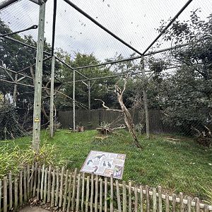 Abyssinian Ground Hornbill Aviary