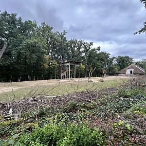 African Savanna (5 Species)