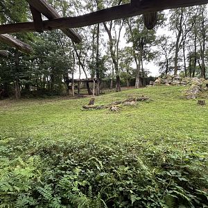 Bongo & Gray Crowned Crane Exhibit