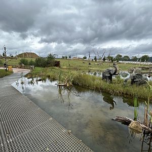 African Elephant Exhibit #1