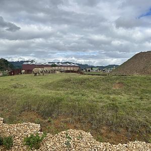 African Elephant Exhibit #1
