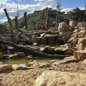 Lion Exhibit (New in 2025)