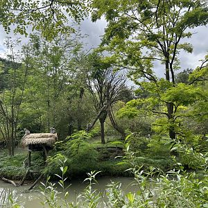 Ring-tailed Lemur Exhibit