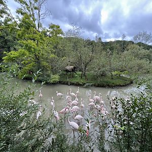 Ring-tailed Lemur Exhibit + Greater Flamingos