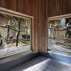 Indoor Moloch’s Gibbon Exhibit