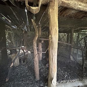 Swinhoe’s Striped Squirrel Exhibit