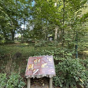 New Guinea Singing Dog Exhibit