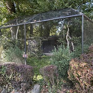 Spotted Wood Owl Aviary