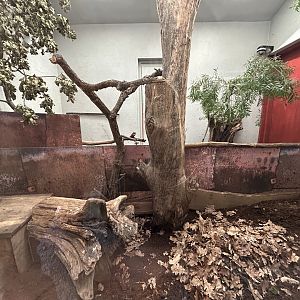 Indoor Northern Brown Kiwi Exhibit