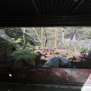 Northern Brown Kiwi Exhibits