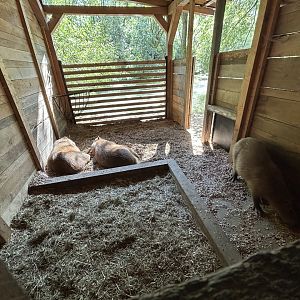 Capybara Shelter