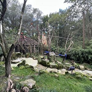 South American Walkthrough Aviary