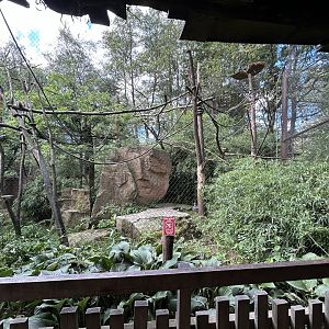 Squirrel Monkey Exhibit #1